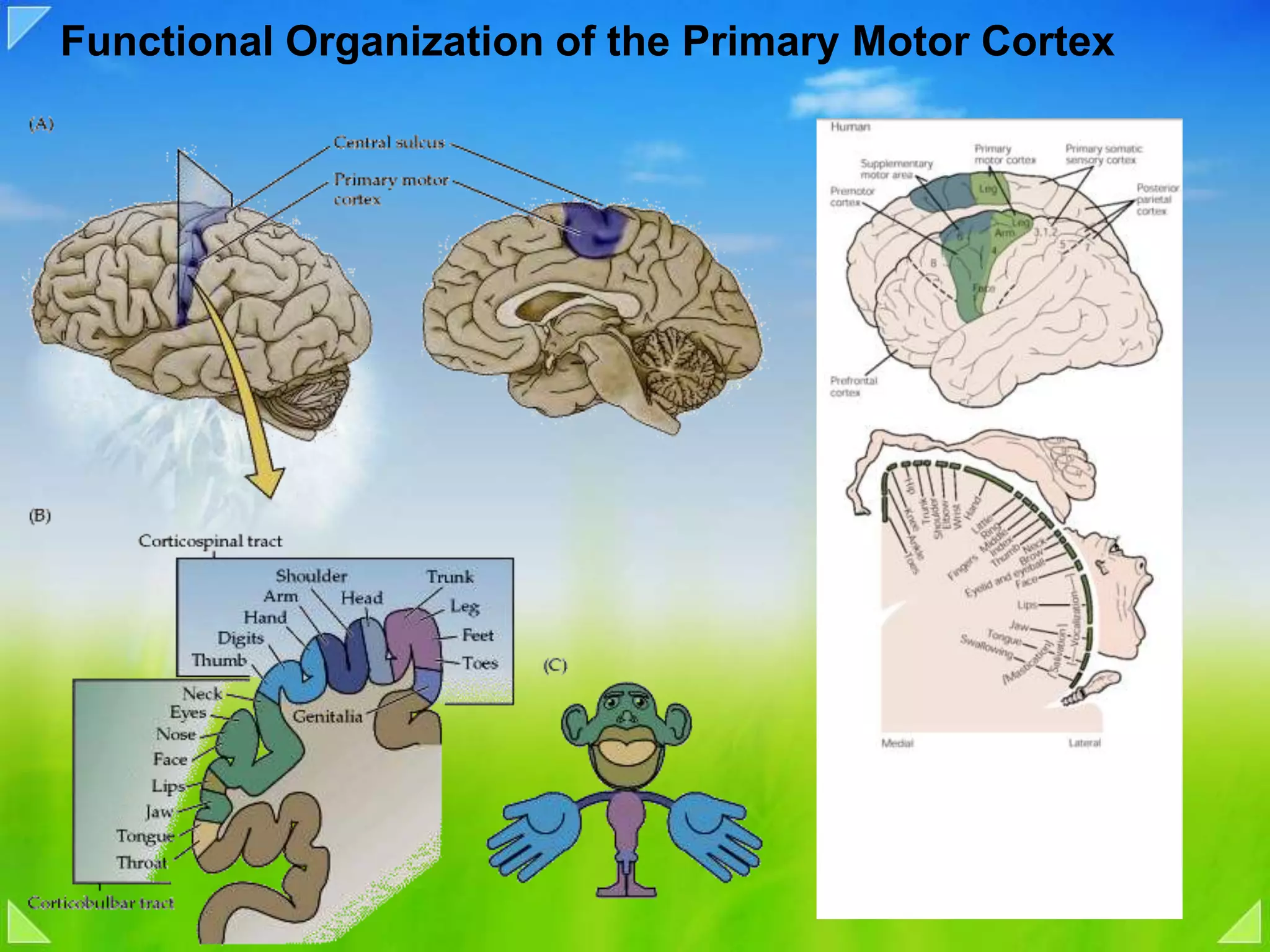 Functional Organization of the Primary Motor Cortex
