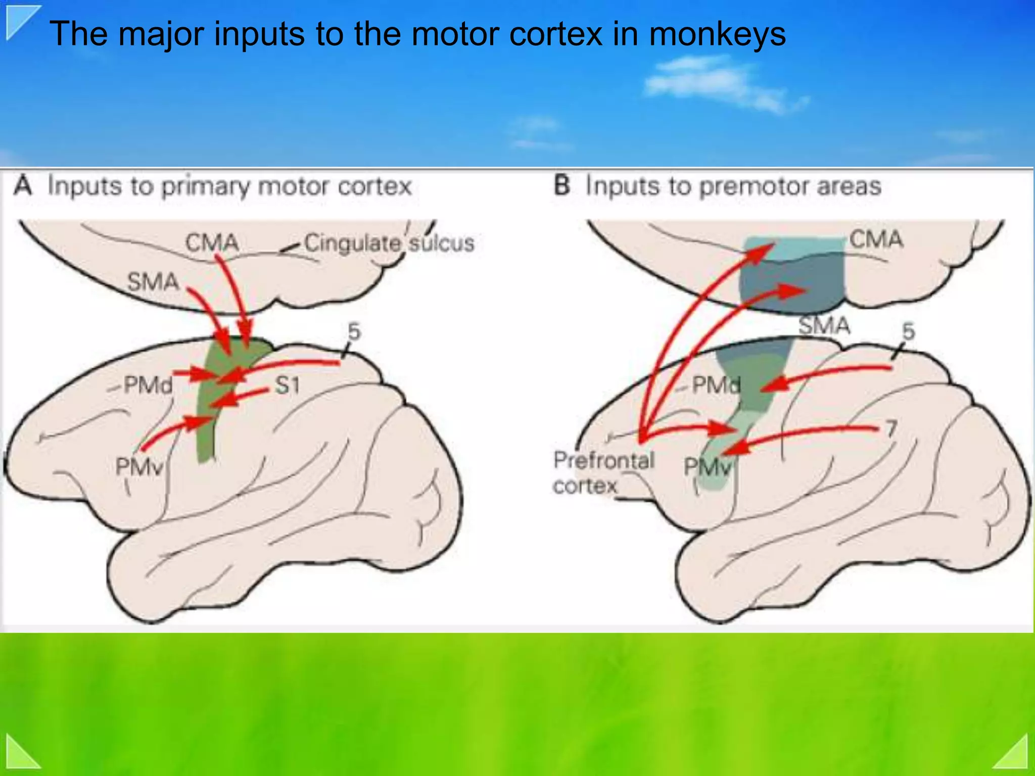The major inputs to the motor cortex in monkeys