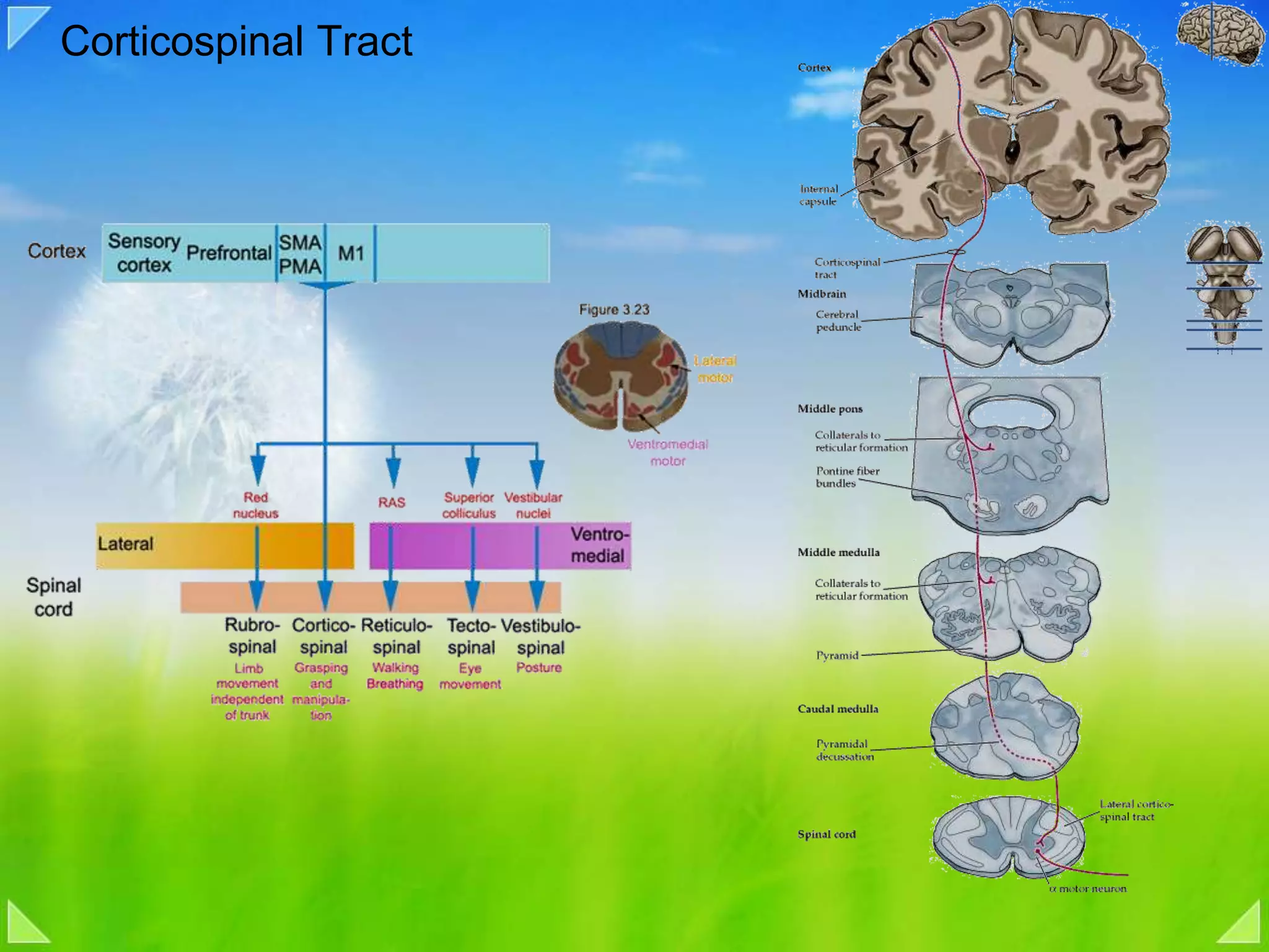 Corticospinal Tract