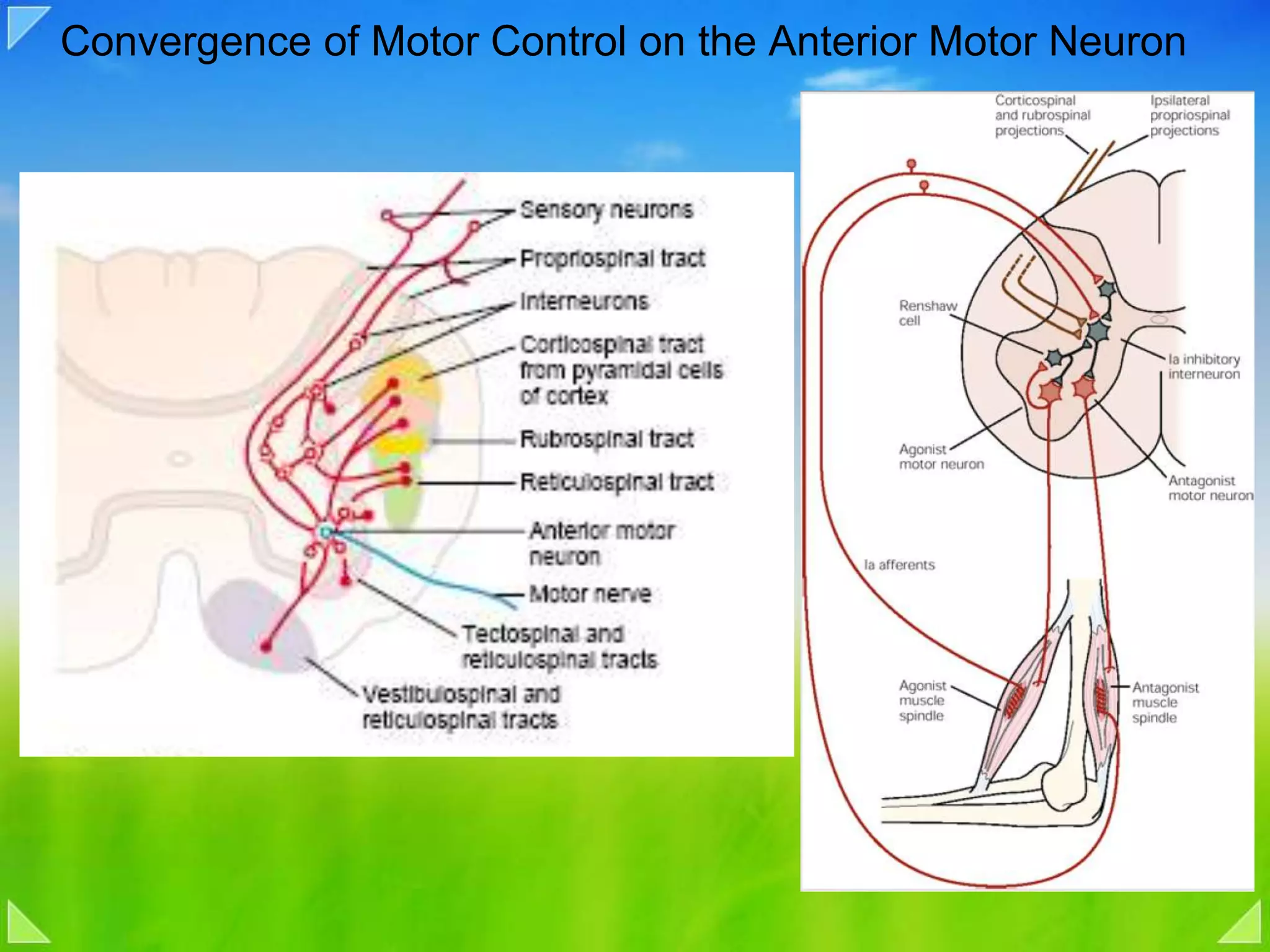 Convergence of Motor Control on the Anterior Motor Neuron