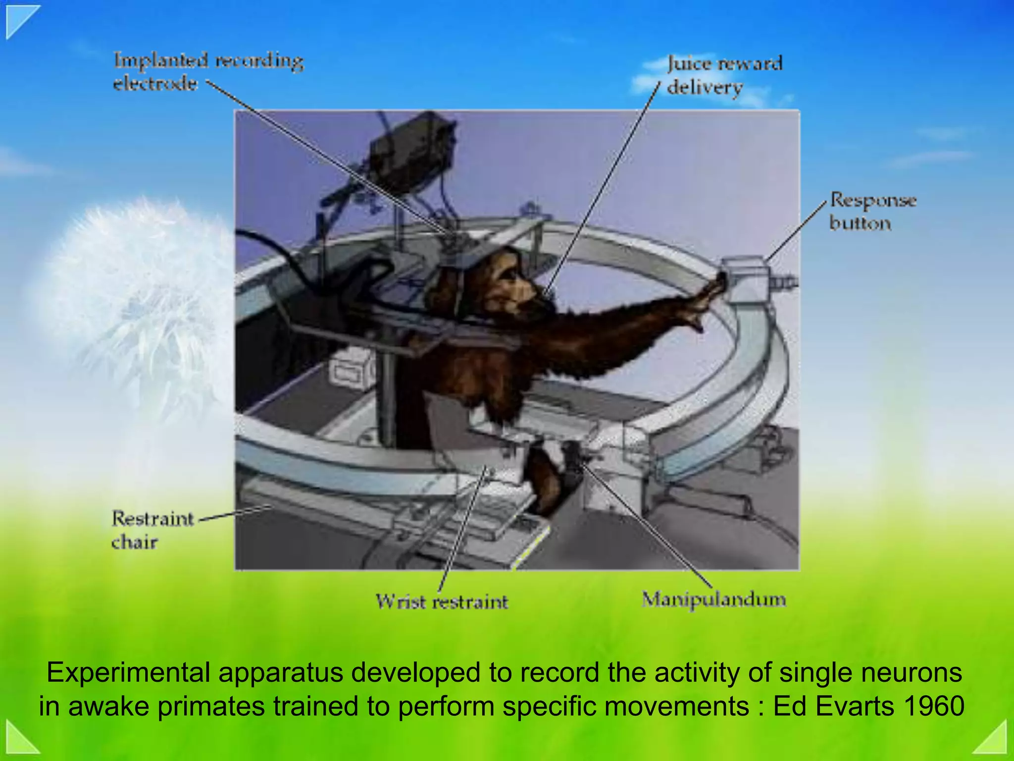  Experimental apparatus developed to record the activity of single neurons in awake primates trained to perform specific movements : Ed Evarts 1960 