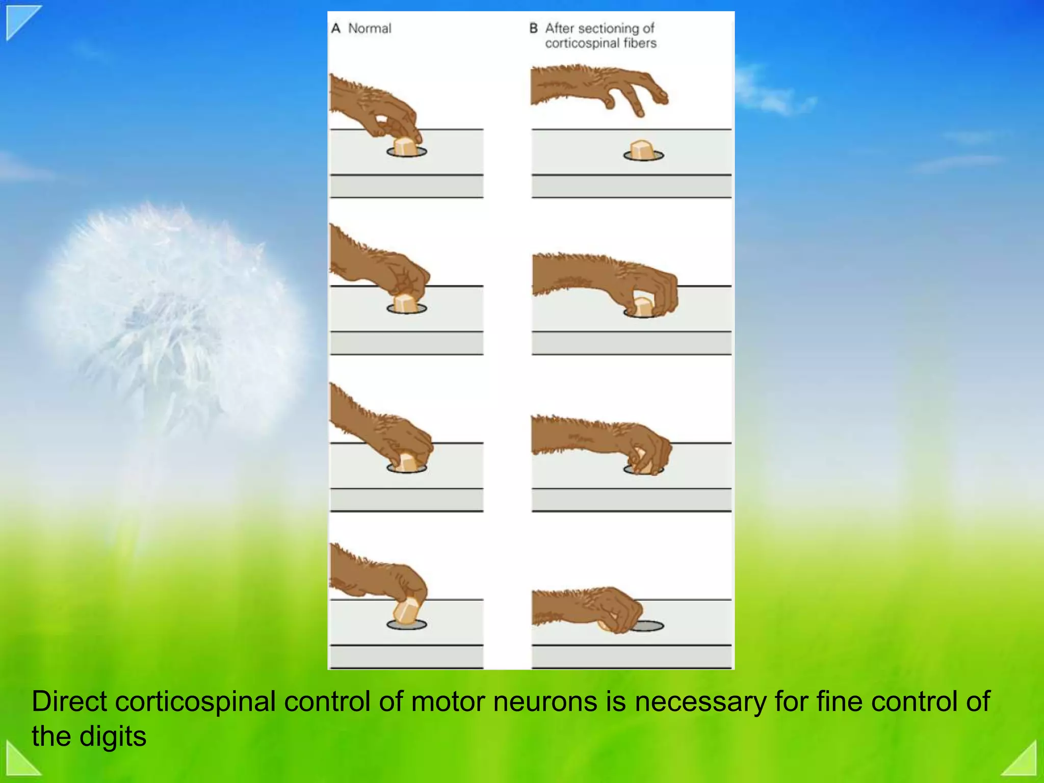 Direct corticospinal control of motor neurons is necessary for fine control of the digits