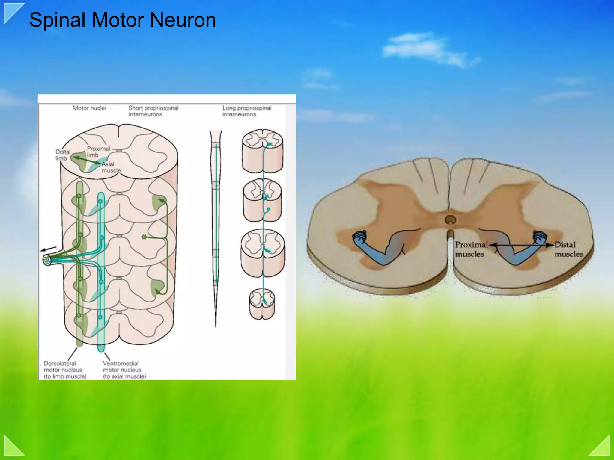Spinal Motor Neuron