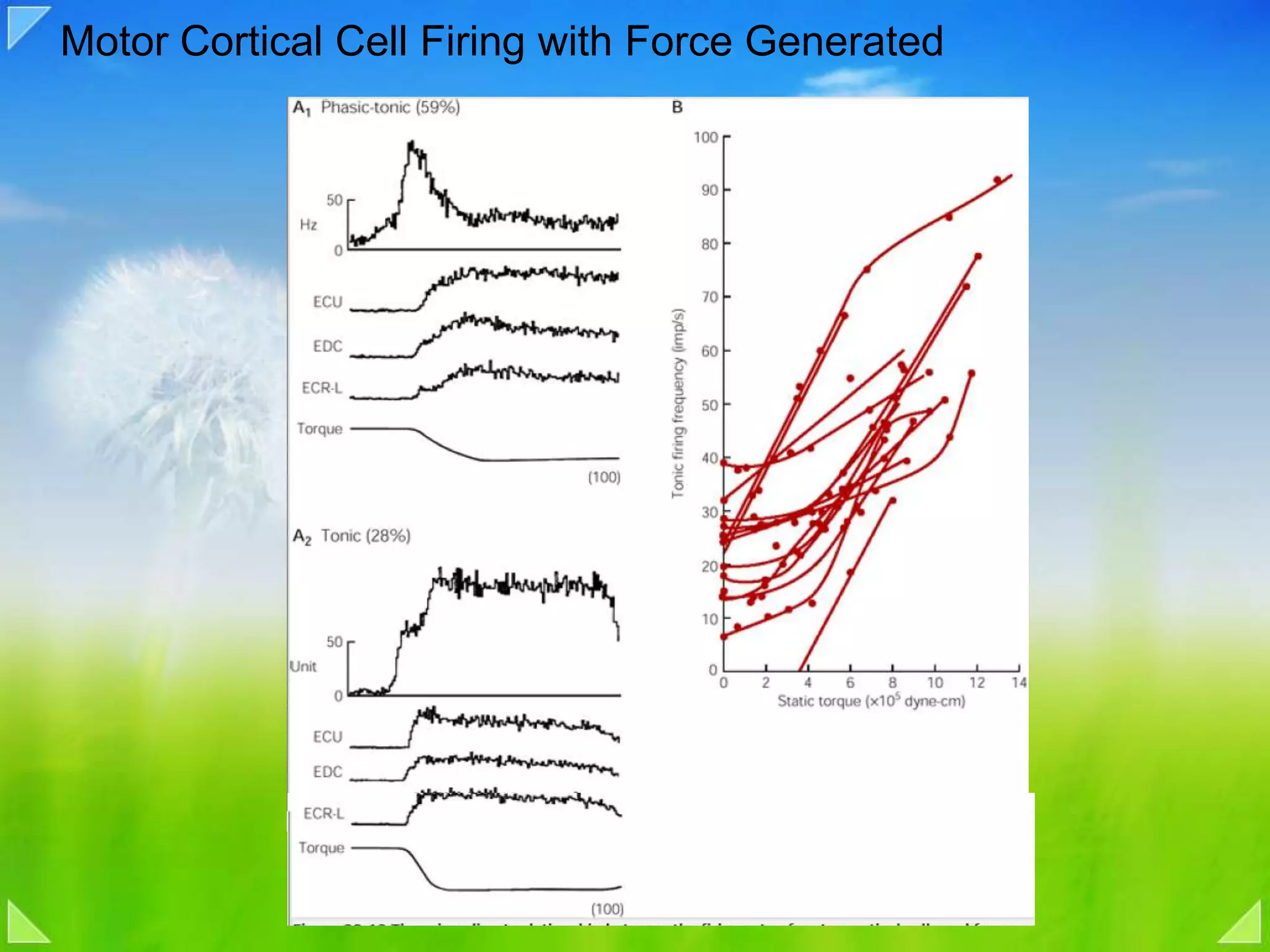Motor Cortical Cell Firing with Force Generated
