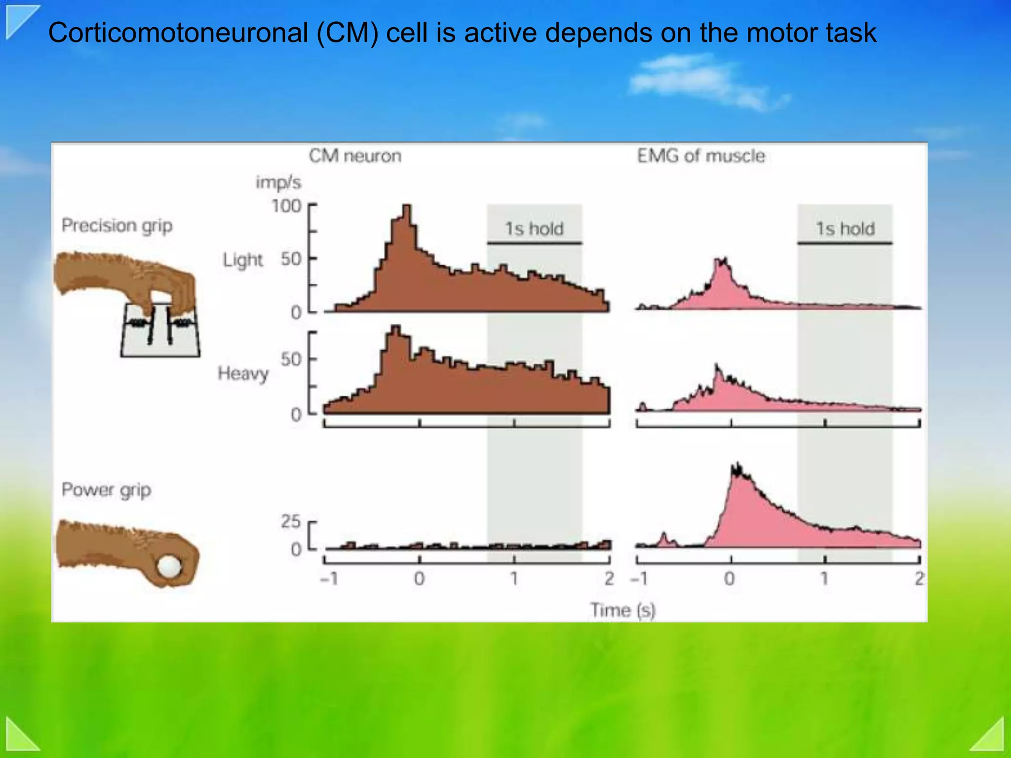 Corticomotoneuronal (CM) cell is active depends on the motor task