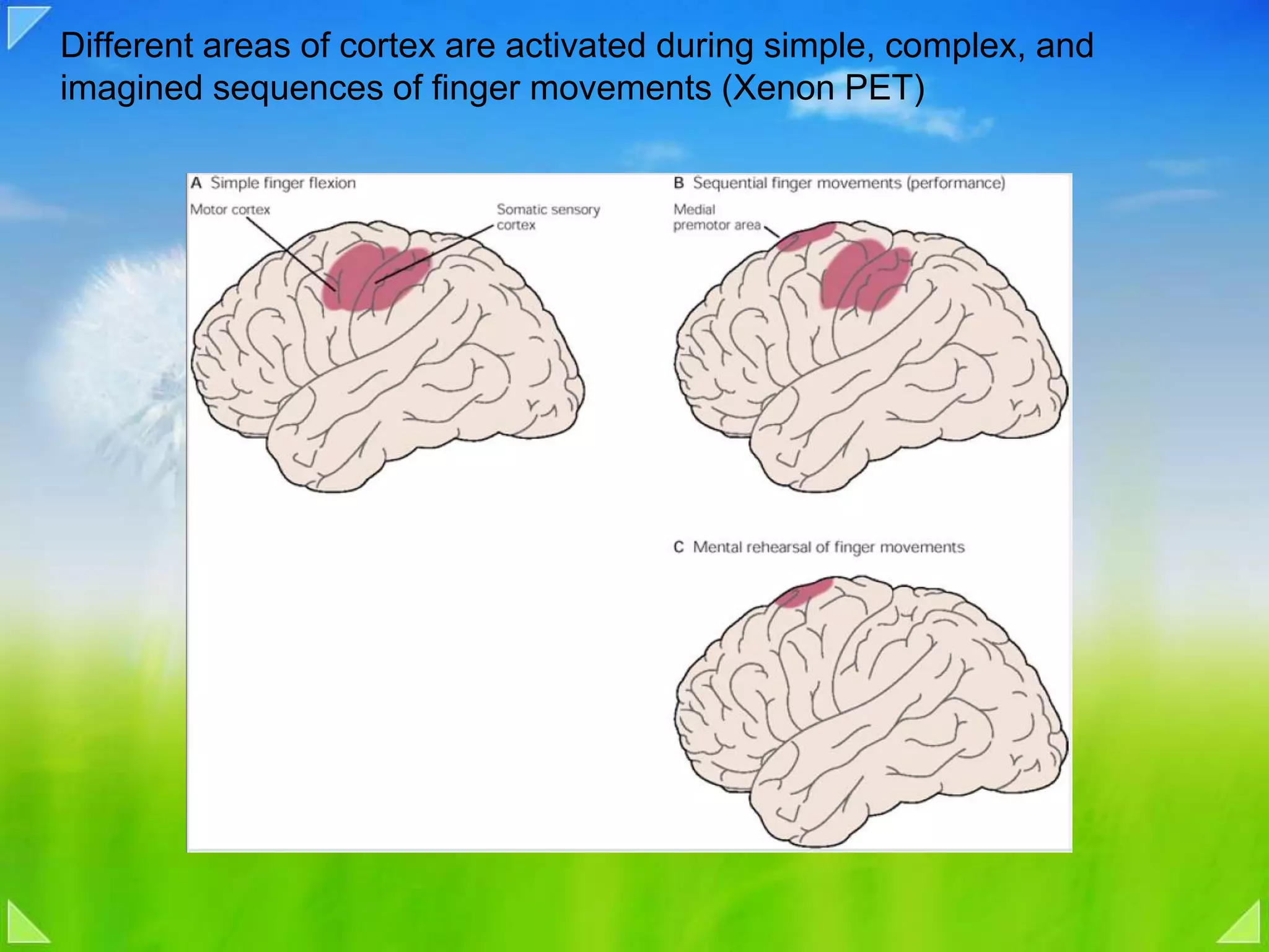 Different areas of cortex are activated during simple, complex, and imagined sequences of finger movements (Xenon PET)
