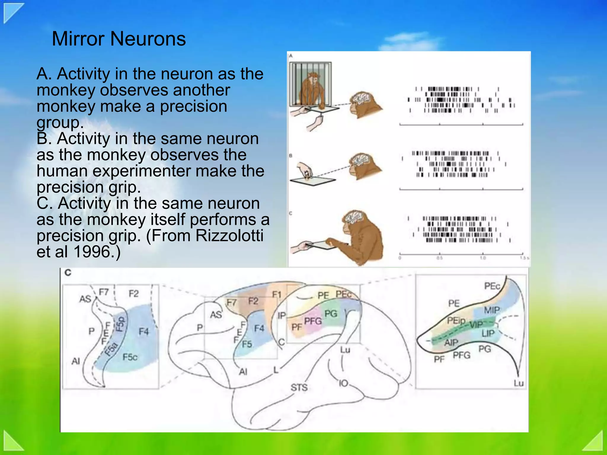 Mirror NeuronsA. Activity in the neuron as the monkey observes another monkey make a precision group.B. Activity in the same neuron as the monkey observes the human experimenter make the precision grip.C. Activity in the same neuron as the monkey itself performs a precision grip. (From Rizzolotti et al 1996.)