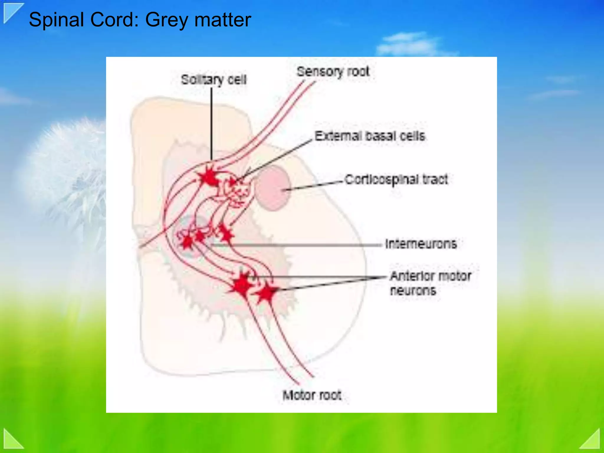 Spinal Cord: Grey matter 