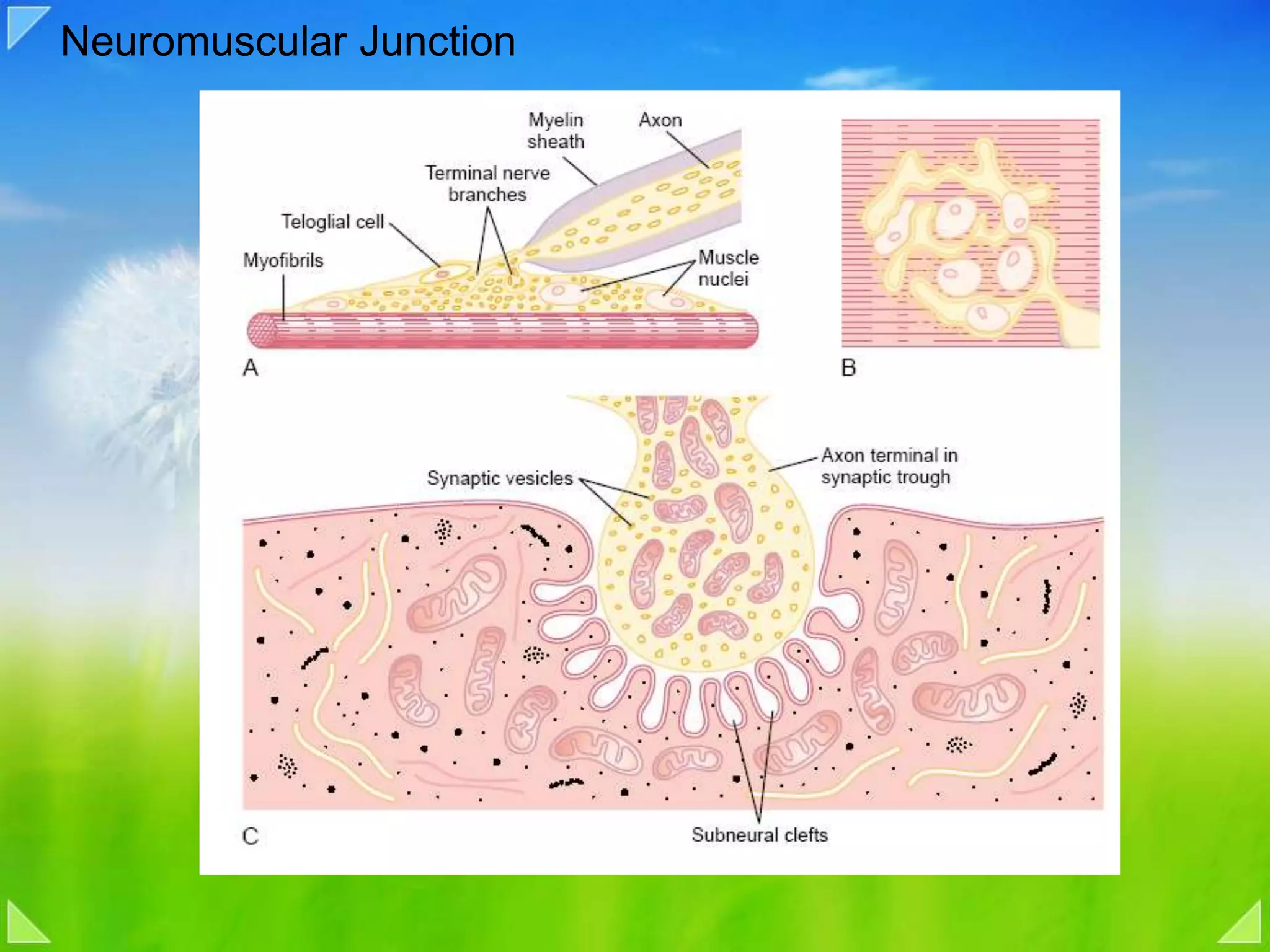 Neuromuscular Junction