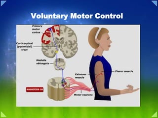 Motor system overview | PPTX