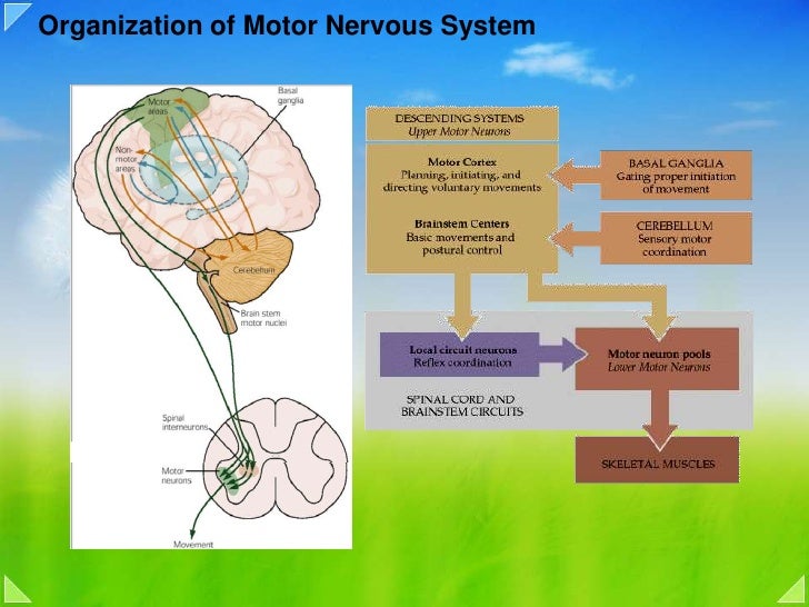  Motor  system overview