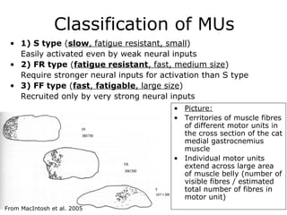 Classification of MUs
• 1) S type (slow, fatigue resistant, small)
Easily activated even by weak neural inputs
• 2) FR type (fatigue resistant, fast, medium size)
Require stronger neural inputs for activation than S type
• 3) FF type (fast, fatigable, large size)
Recruited only by very strong neural inputs
• Picture:
• Territories of muscle fibres
of different motor units in
the cross section of the cat
medial gastrocnemius
muscle
• Individual motor units
extend across large area
of muscle belly (number of
visible fibres / estimated
total number of fibres in
motor unit)
From MacIntosh et al. 2005

 