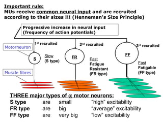 Important rule:
MUs receive common neural input and are recruited
according to their sizes !!! (Henneman's Size Principle)
Progressive increase in neural input
(frequency of action potentials)
Motorneuron

1st recruited

S
Muscle fibres

Slow
(S type)

2nd recruited
FR

Fast
Fatigue
Resistant
(FR type)

3rd recruited
FF
Fast
Fatigable
(FF type)

THREE major types of α motor neurons:
S type
are
small
“high” excitability
FR type
are
big
“average” excitability
FF type
are
very big
“low” excitability

 