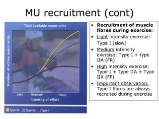 MU recruitment (cont)
• Recruitment of muscle
fibres during exercise:
• Light intensity exercise:
Type I (slow)
• Medium intensity
exercise: Type I + type
IIA (FR)
• High intensity exercise:
Type I + Type IIA + Type
IIX (FF)
• Important observation:
Type I fibres are always
recruited during exercise

 