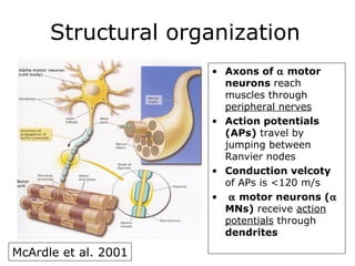 Structural organization
• Axons of α motor
neurons reach
muscles through
peripheral nerves
• Action potentials
(APs) travel by
jumping between
Ranvier nodes
• Conduction velcoty
of APs is <120 m/s
• α motor neurons (α
MNs) receive action
potentials through
dendrites

McArdle et al. 2001

 