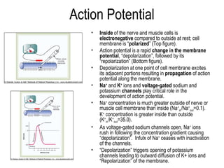 Action Potential
•
•
•
•
•

•

•

Inside of the nerve and muscle cells is
electronegative compared to outside at rest; cell
membrane is “polarized” (Top figure).
Action potential is a rapid change in the membrane
potential, “depolarization”, followed by its
“repolarization” (Bottom figure).
Depolarization at one point of cell membrane excites
its adjacent portions resulting in propagation of action
potential along the membrane.
Na+ and K+ ions and voltage-gated sodium and
potassium channels play critical role in the
development of action potential.
Na+ concentration is much greater outside of nerve or
muscle cell membrane than inside (Na+in/Na+out=0.1).
K+ concentration is greater inside than outside
(K+in/K+out=35.0).
As voltage-gated sodium channels open, Na+ ions
rush in following the concentration gradient causing
“depolarization”. Infulx of Na+ ceases with inactivation
of the channels.
“Depolarization” triggers opening of potassium
channels leading to outward diffusion of K+ ions and
“Repolarization” of the membrane.

 