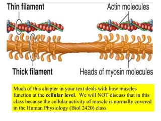 Much of this chapter in your text deals with how muscles function at the  cellular level .  We will NOT discuss that in this class because the cellular activity of muscle is normally covered in the Human Physiology (Biol 2420) class. 