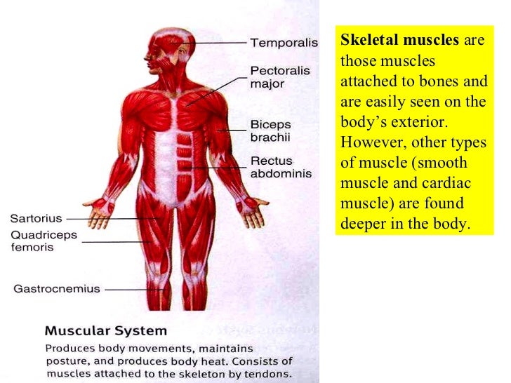 10 Muscle Tissue And Organization