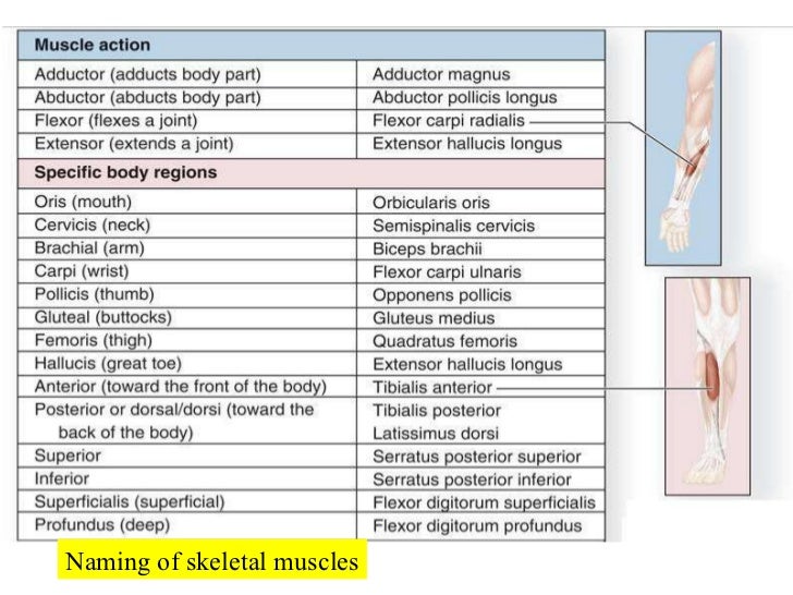 10 Muscle Tissue And Organization
