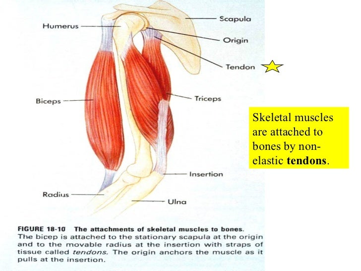 Attaches Bones To Bones And Muscles To Bones 10 Muscle Tissue And Organization