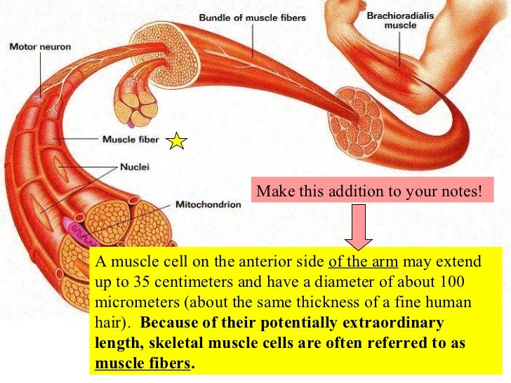 10 Muscle Tissue And Organization