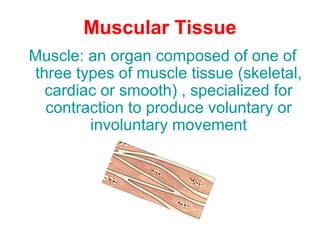 Muscular Tissue
Muscle: an organ composed of one of
three types of muscle tissue (skeletal,
cardiac or smooth) , specialized for
contraction to produce voluntary or
involuntary movement
 