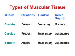 Types of Muscular Tissue
Muscle Striations Control Nerve
Supply
Skeletal Present Voluntary Somatic
Cardiac Present Involuntary Autonomic
Smooth Absent Involuntary Autonomic
 