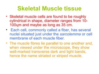 Skeletal Muscle tissue
• Skeletal muscle cells are found to be roughly
cylindrical in shape, diameter ranges from 10-
100ųm and maybe as long as 35 cm.
• Each cell, commonly called a fiber, has several
nuclei situated just under the sarcolemma or cell
membrane of each muscle fiber.
• The muscle fibres lie parallel to one another and,
when viewed under the microscope, they show
well-marked transverse dark and light bands,
hence the name striated or striped muscle.
 