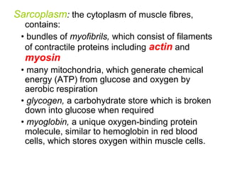 Sarcoplasm: the cytoplasm of muscle fibres,
contains:
• bundles of myofibrils, which consist of filaments
of contractile proteins including actin and
myosin
• many mitochondria, which generate chemical
energy (ATP) from glucose and oxygen by
aerobic respiration
• glycogen, a carbohydrate store which is broken
down into glucose when required
• myoglobin, a unique oxygen-binding protein
molecule, similar to hemoglobin in red blood
cells, which stores oxygen within muscle cells.
 