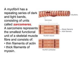 A myofibril has a
repeating series of dark
and light bands,
consisting of units
called sarcomeres.
A sarcomere represents
the smallest functional
unit of a skeletal muscle
fibre and consists of:
• thin filaments of actin
• thick filaments of
myosin.
 