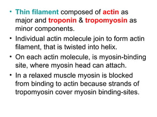 • Thin filament composed of actin as
major and troponin & tropomyosin as
minor components.
• Individual actin molecule join to form actin
filament, that is twisted into helix.
• On each actin molecule, is myosin-binding
site, where myosin head can attach.
• In a relaxed muscle myosin is blocked
from binding to actin because strands of
tropomyosin cover myosin binding-sites.
 