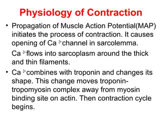 Physiology of Contraction
• Propagation of Muscle Action Potential(MAP)
initiates the process of contraction. It causes
opening of Ca 2+
channel in sarcolemma.
Ca 2+
flows into sarcoplasm around the thick
and thin filaments.
• Ca 2+
combines with troponin and changes its
shape. This change moves troponin-
tropomyosin complex away from myosin
binding site on actin. Then contraction cycle
begins.
 