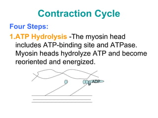 Contraction Cycle
Four Steps:
1.ATP Hydrolysis -The myosin head
includes ATP-binding site and ATPase.
Myosin heads hydrolyze ATP and become
reoriented and energized.
ADP
p
 