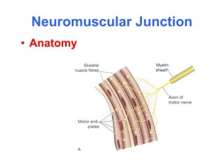 Neuromuscular Junction
• Anatomy
 