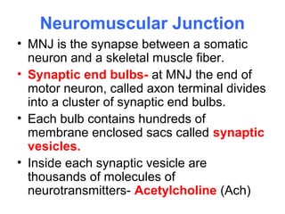 Neuromuscular Junction
• MNJ is the synapse between a somatic
neuron and a skeletal muscle fiber.
• Synaptic end bulbs- at MNJ the end of
motor neuron, called axon terminal divides
into a cluster of synaptic end bulbs.
• Each bulb contains hundreds of
membrane enclosed sacs called synaptic
vesicles.
• Inside each synaptic vesicle are
thousands of molecules of
neurotransmitters- Acetylcholine (Ach)
 