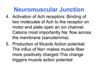 Neuromuscular Junction
4. Activation of Ach receptors: Binding of
two molecules of Ach to the receptor on
motor end plate open an ion channel.
Cations most importantly Na+
flow across
the membrane (sarcolemma)
5. Production of Muscle Action potential:
The influx of Na+ makes muscle fiber
more positively charged.This change
triggers muscle action potential
 