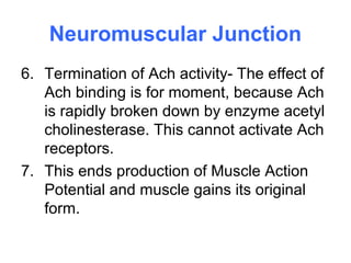 Neuromuscular Junction
6. Termination of Ach activity- The effect of
Ach binding is for moment, because Ach
is rapidly broken down by enzyme acetyl
cholinesterase. This cannot activate Ach
receptors.
7. This ends production of Muscle Action
Potential and muscle gains its original
form.
 