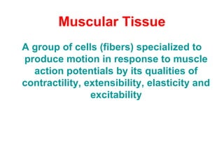 Muscular Tissue
A group of cells (fibers) specialized to
produce motion in response to muscle
action potentials by its qualities of
contractility, extensibility, elasticity and
excitability
 
