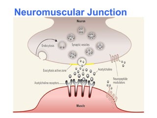 Neuromuscular Junction
 