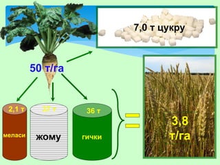 37 т
7,0 т цукру
2,1 т
меласи
3,8
т/гажому
36 т
гички
50 т/га
 