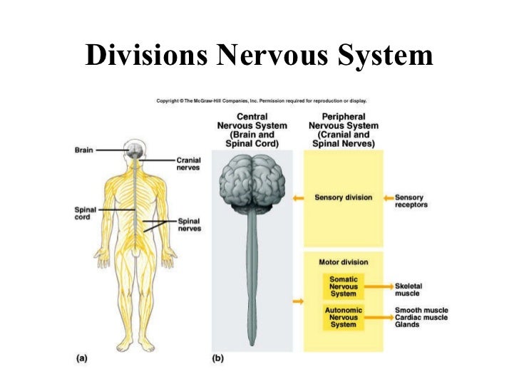 10 Neurons & Intro to Nervous