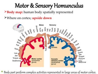 Nervous System Physiology power point.pptx