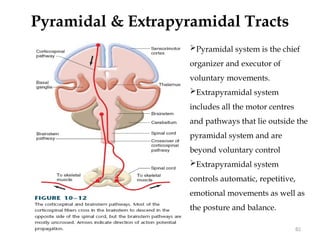 Nervous System Physiology power point.pptx
