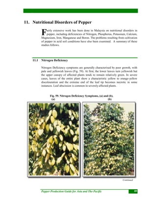 Pepper Production Guide for Asia and The Pacific 89
11. Nutritional Disorders of Pepper
airly extensive work has been done in Malaysia on nutritional disorders in
pepper, including deficiencies of Nitrogen, Phosphorus, Potassium, Calcium,
Magnesium, Iron, Manganese and Boron. The problems resulting from cultivation
of pepper in acid soil conditions have also been examined. A summary of these
studies follows.
11.1 Nitrogen Deficiency
Nitrogen Deficiency symptoms are generally characterised by poor growth, with
pale and yellowish leaves (Fig. 59). At first, the lower leaves turn yellowish but
the upper canopy of affected plants tends to remain relatively green. In severe
cases, leaves of the entire plant show a characteristic yellow to orange-yellow
discolouration and the extreme end of the leaf tip becomes necrotic in some
instances. Leaf abscission is common in severely affected plants.
Fig. 59. Nitrogen Deficiency Symptoms, (a) and (b).
(a) (b)
Continued
F
 