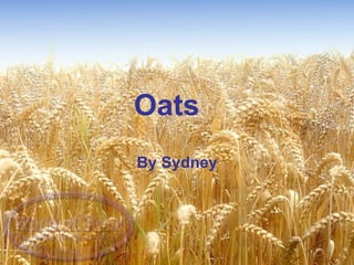 Oats By Sydney 