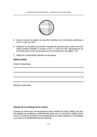 LABORATORIO DE MICROBIOLOGÍA – OBTENCIÓN DE CULTIVOS PUROS
__________________________________________________________________



                                    X




5. Incubar una de las placas en posición invertida y en condiciones aeróbicas a
   32,5 +/- 2,5ºC por 24 h.

6. Introducir la otra placa en posición invertida en una jarra para cultivo de anae-
   robios (sistema Gaspak® e incubar a 32,5 +/- 2,5ºC por 24h, siguiendo las ins-
   trucciones para el uso de las jarras que se suministran en la página 3.8).

7. Observar el crecimiento obtenido en las placas.

RESULTADOS

Anotar lo observado




Dibujar lo observado




Estudio de la morfología de la colonia

Cuando se cultivan los microorganismos sobre medios de cultivo sólidos, las célu-
las aisladas se multiplican sucesivamente hasta dar un crecimiento visible conoci-
do con el nombre de colonia, las características de estas colonias son estudiadas
y se usan en la identificación de las especies.


                                          4.5
 