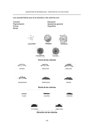 LABORATORIO DE MICROBIOLOGÍA – OBTENCIÓN DE CULTIVOS PUROS
__________________________________________________________________

Las características que se le estudian a las colonias son:

Tamaño                                        Elevación
Pigmentación                                  Apariencia general
Forma                                         Superficie
Borde




                                   Forma de las colonias




       ENTERO                          ONDULADO                      LOBULADO




      EROSIONADO                       RAMIFICADO                     RIZADO



                                   Borde de las colonias




           PLANA                         ELEVADA                       CONVEXA




                       PULVINADA                        UMBILICADA
                                Elevación de las colonias
                               Elevación de las colonias



                                            4.6
 