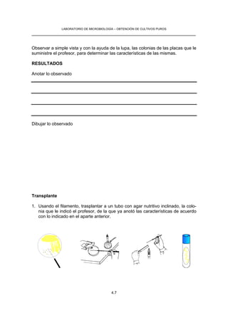 LABORATORIO DE MICROBIOLOGÍA – OBTENCIÓN DE CULTIVOS PUROS
__________________________________________________________________


Observar a simple vista y con la ayuda de la lupa, las colonias de las placas que le
suministre el profesor, para determinar las características de las mismas.

RESULTADOS

Anotar lo observado




Dibujar lo observado




Transplante

1. Usando el filamento, trasplantar a un tubo con agar nutritivo inclinado, la colo-
   nia que le indicó el profesor, de la que ya anotó las características de acuerdo
   con lo indicado en el aparte anterior.




                                          4.7
 