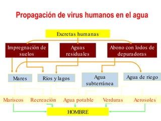 Propagación de virus humanos en el agua Excretas humanas HOMBRE Impregnación de suelos Abono con lodos de depuradoras Aguas residuales Mares Ríos y lagos Agua de riego Agua subterránea Mariscos Recreación Agua potable Verduras Aerosoles 