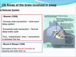 ii) Reticular System
(3) Areas of the brain involved in sleep
- Bremer (1936)
Cerveau isole transection = slow-wave
sleep pattern
Encephale isole transection = Normal
sleep-wake cycle
Thus, “wakefulness” area = somewhere
in-between the two
- Mouzzi & Morgan (1949)
Stimulation of the reticular formation of
sleeping cats woke them up.
 